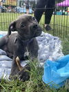 Bear - Fresh Start Family Law Litter
