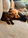 Bear - Fresh Start Family Law Litter