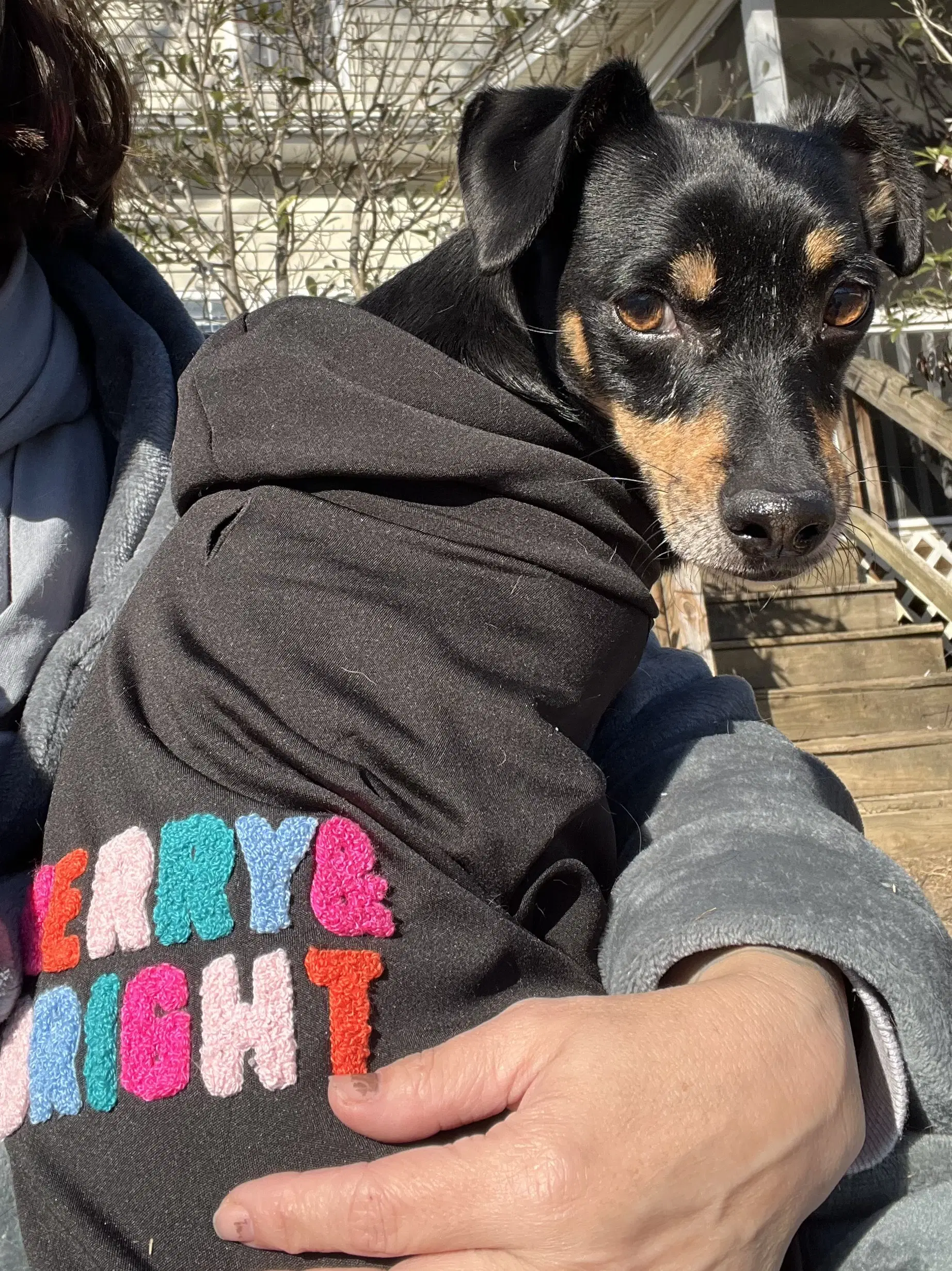 Maddox - Miniature Pinscher