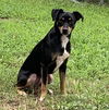 adoptable Dog in Holly Springs, NC named Maddox