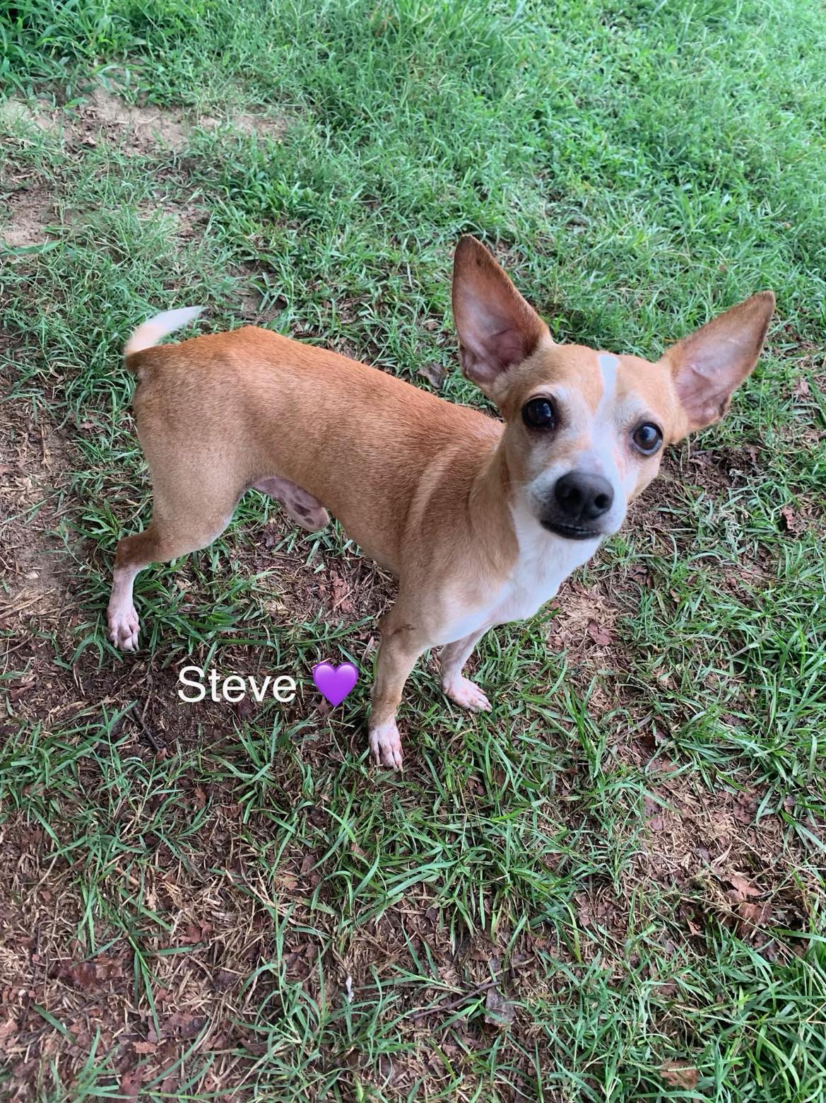 adoptable Dog in Holly Springs, NC named Steve