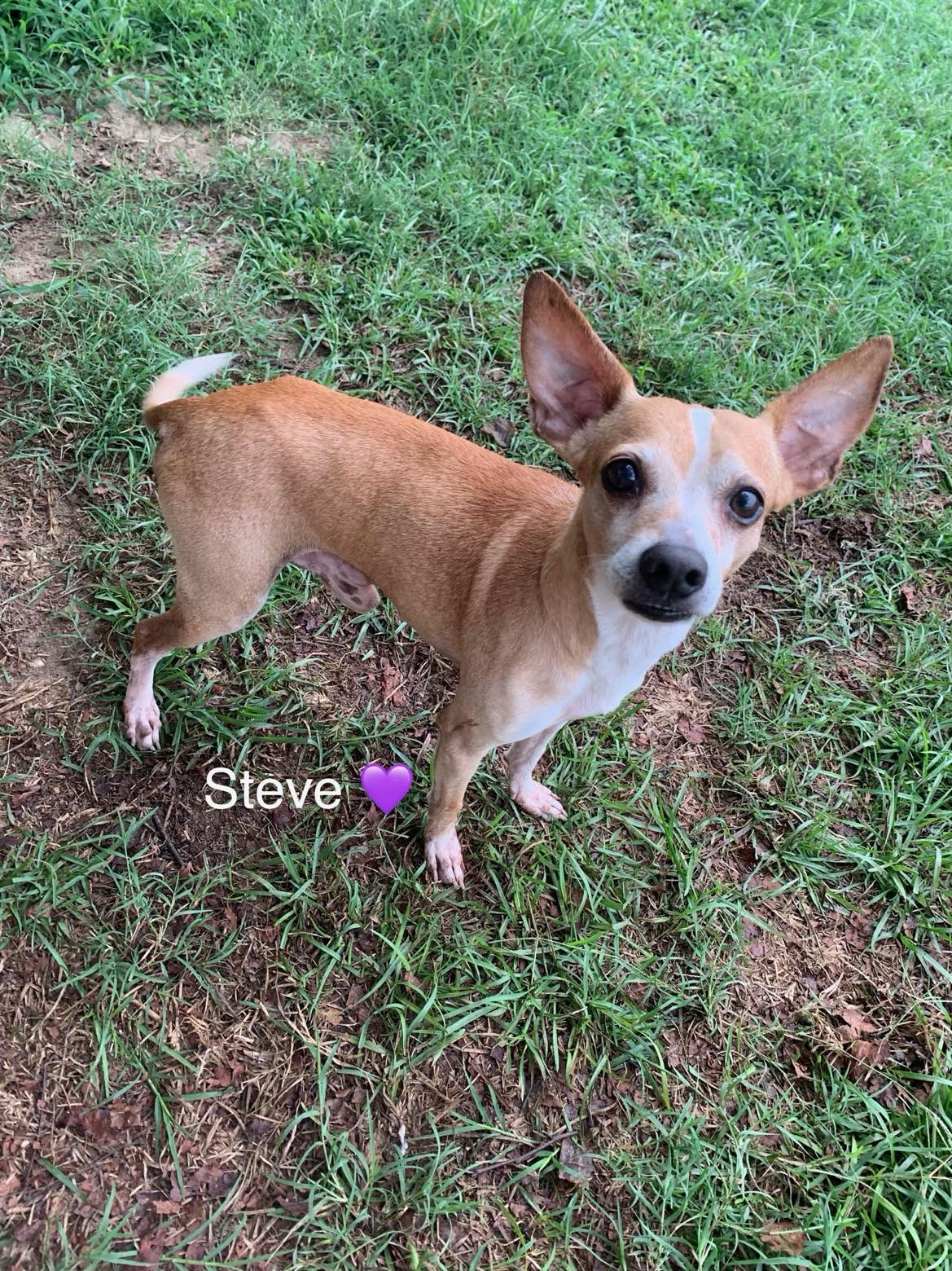 Steve Bonded To Lewis