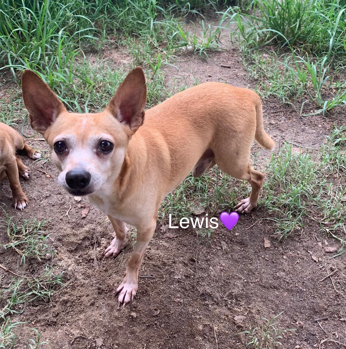 Lewis Bonded To Steve