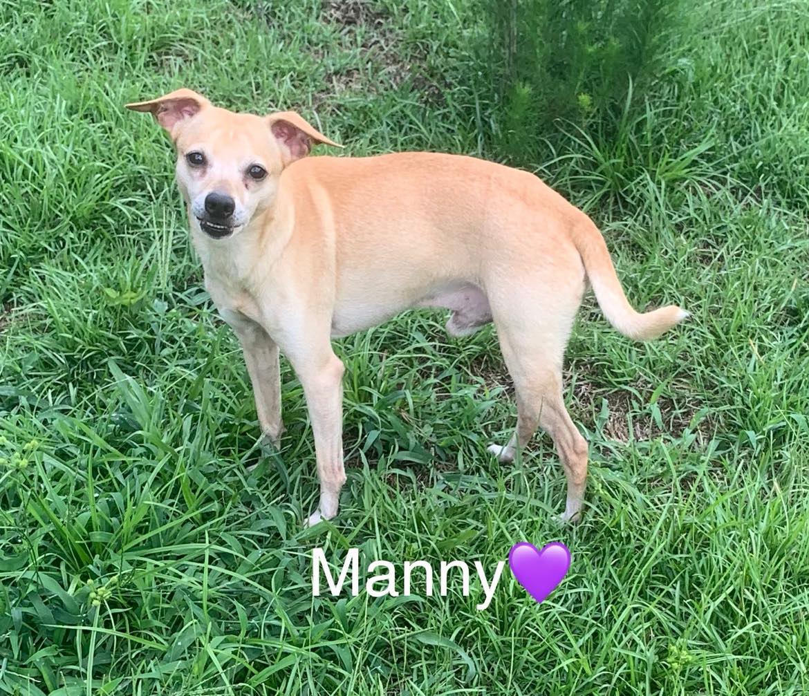 adoptable Dog in Holly Springs, NC named Manny