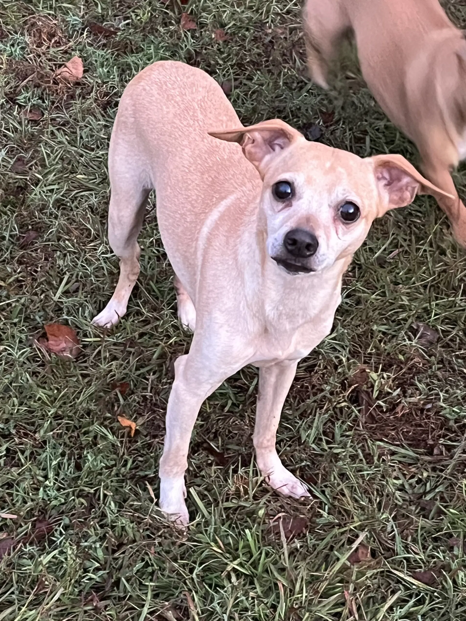 Manny - Chihuahua