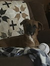Hazel (shep)