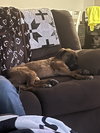 Hazel (shep)