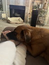 Hazel (shep)