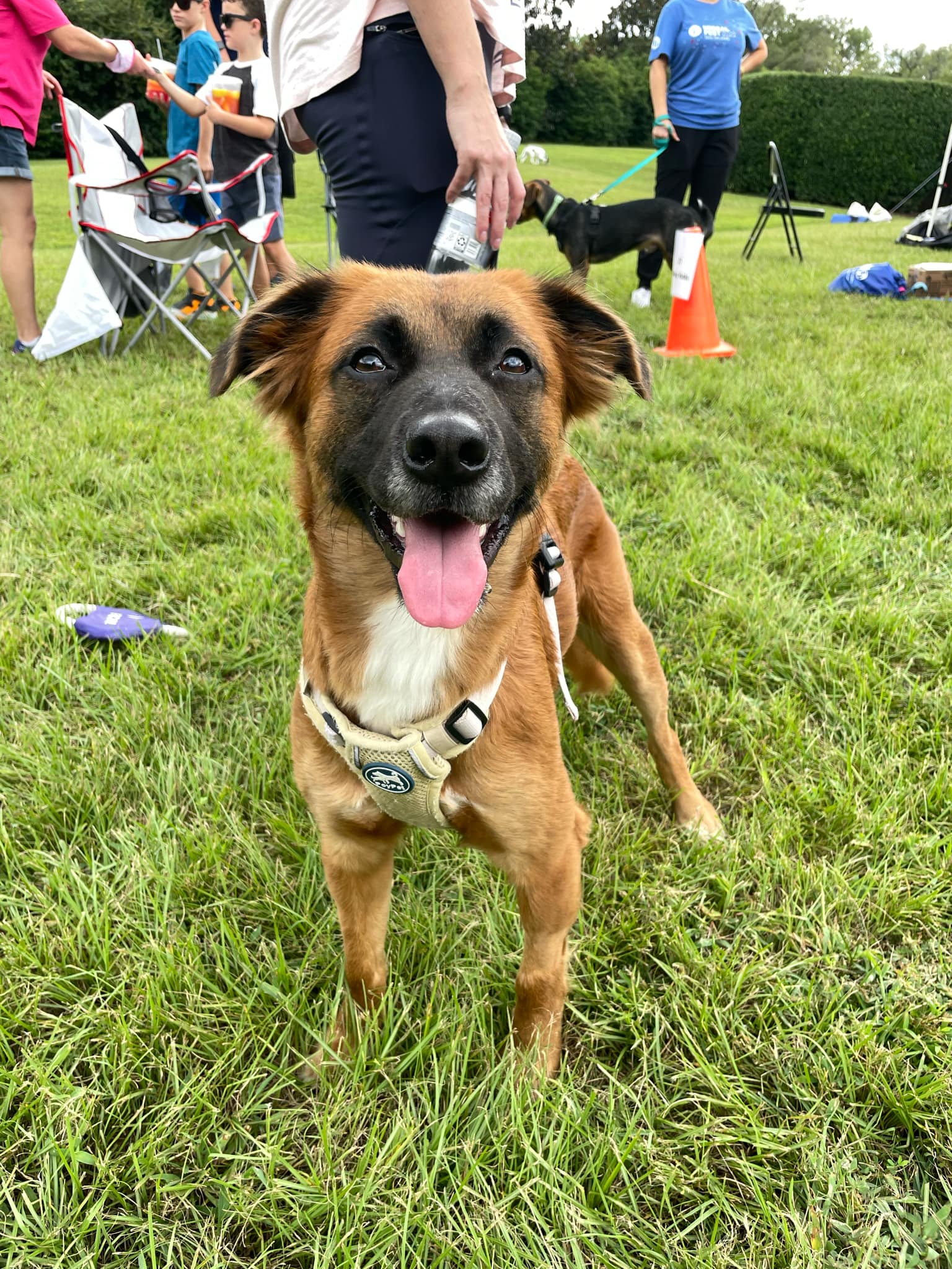 adoptable Dog in Holly Springs, NC named Hazel