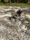 Harri - Fresh Start Family Law Litter