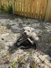 Harri - Fresh Start Family Law Litter