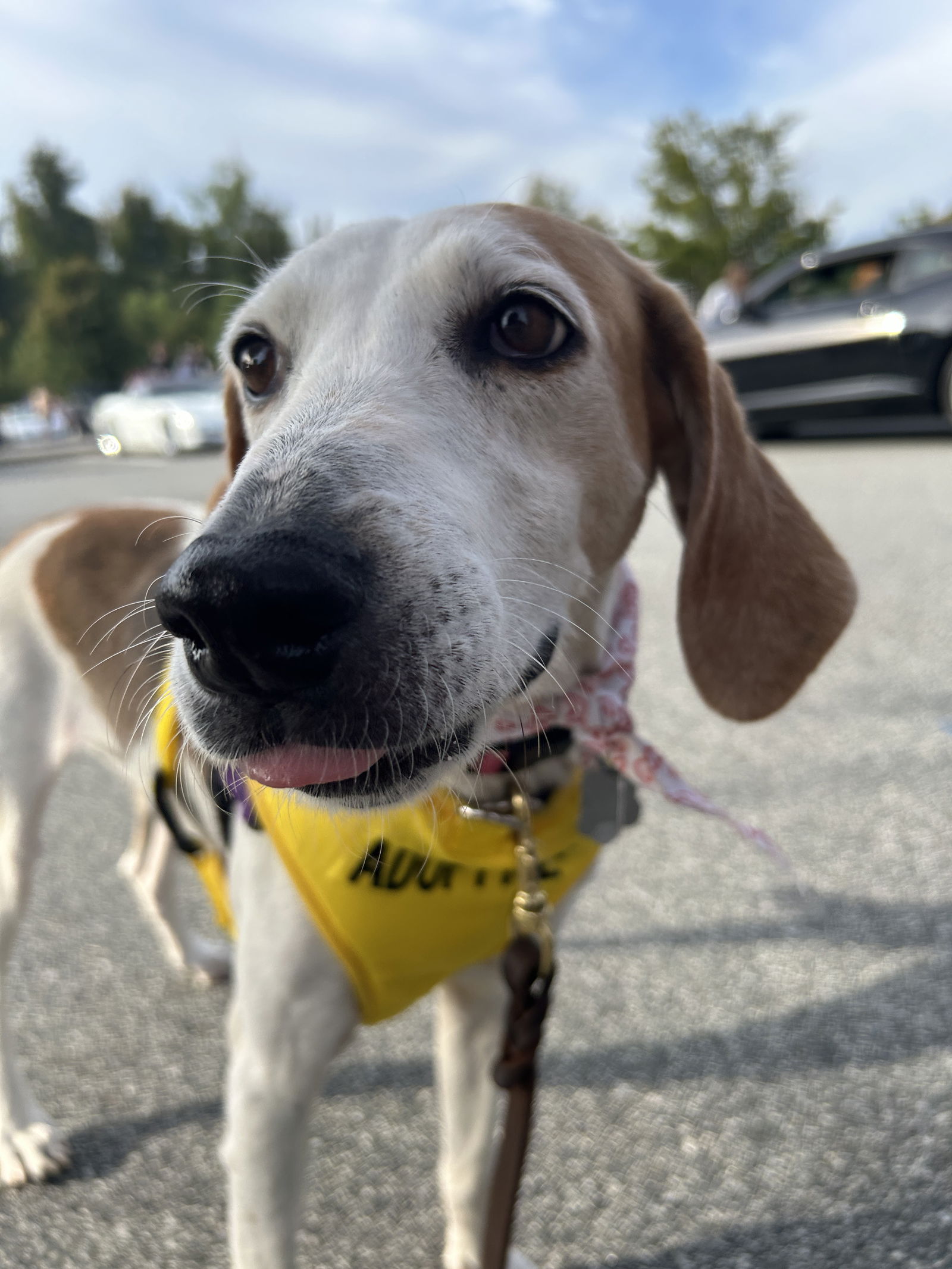 adoptable Dog in Holly Springs, NC named Egg