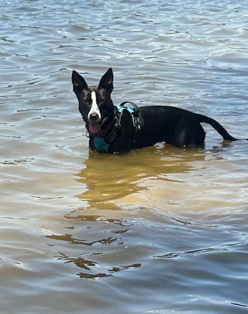 adoptable Dog in Holly Springs, NC named Cricket (Courtesy)