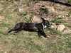 Cricket (Courtesy)