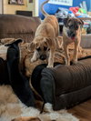Morrison - Springboard Litter
