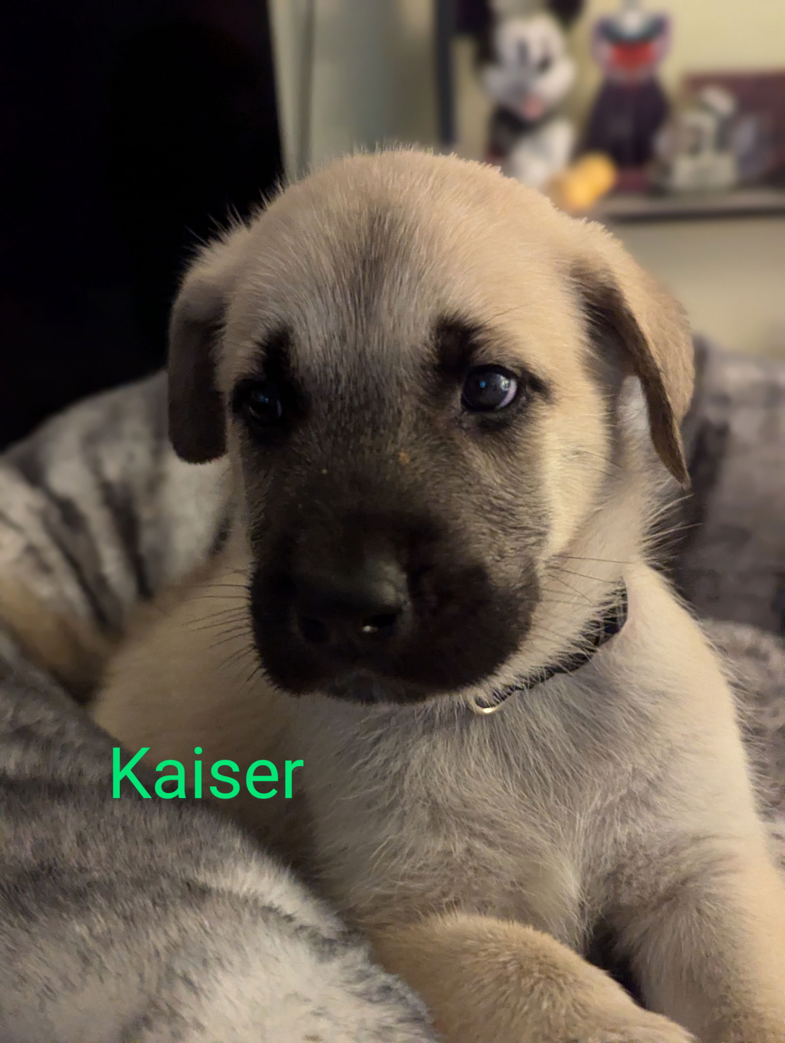 adoptable Dog in Holly Springs, NC named Kaiser - Springboard Litter