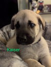 adoptable Dog in  named Kaiser - Springboard Litter