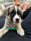 Baxter - Springboard Litter