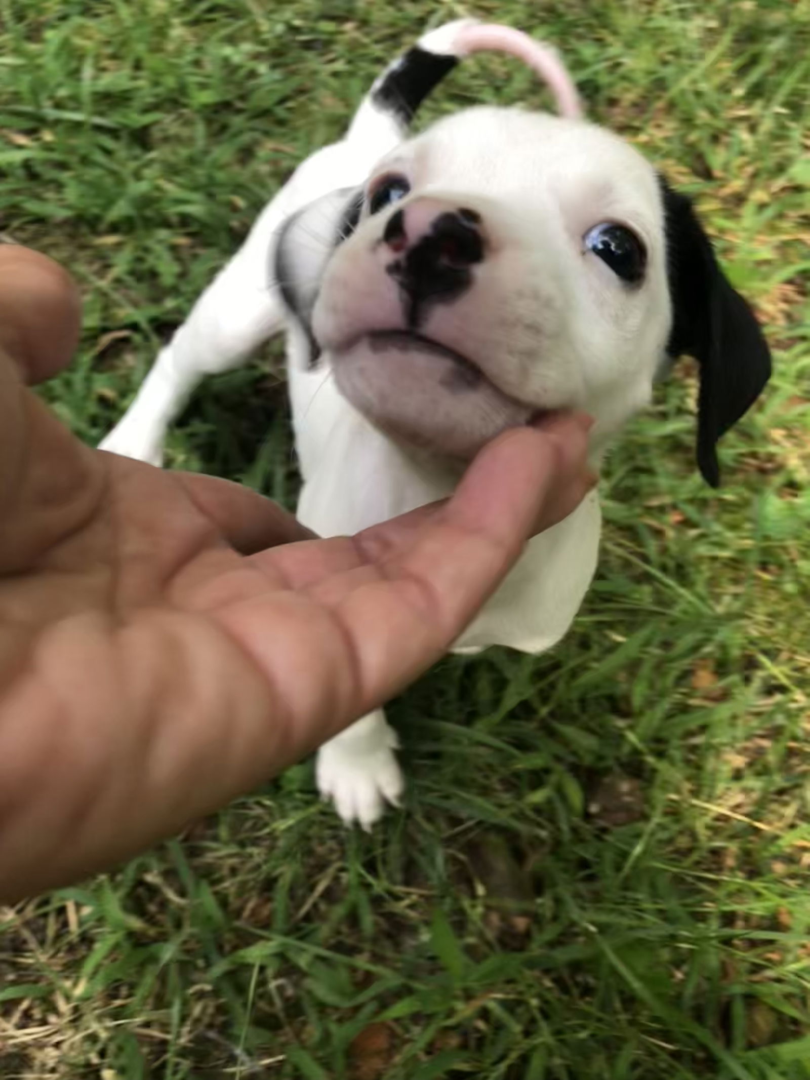 adoptable Dog in Holly Springs, NC named Bennick