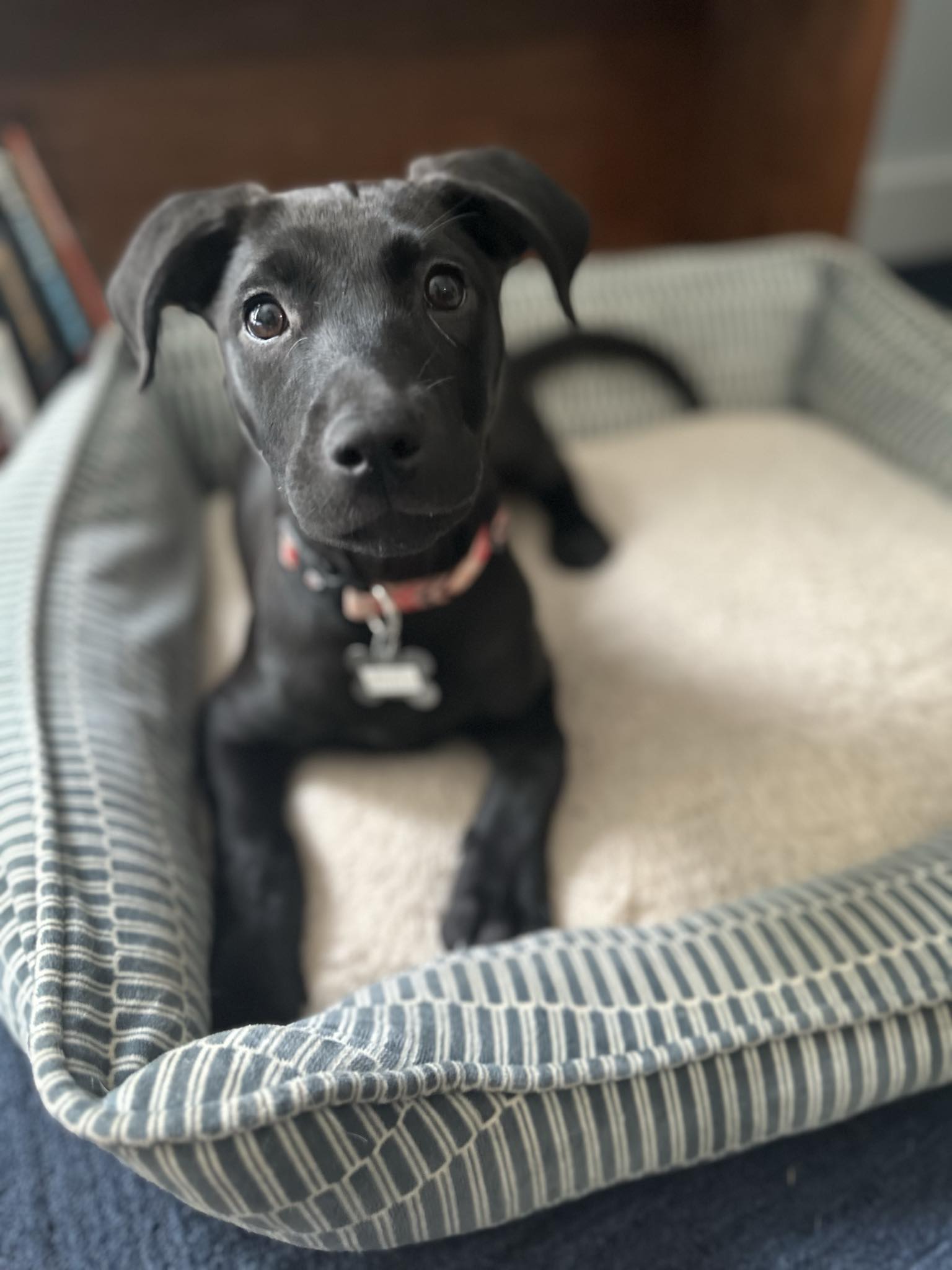 adoptable Dog in Holly Springs, NC named Sammy