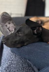 Sammy