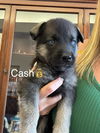 Cash-Springboard Litter