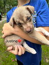 Justine - Springboard Litter