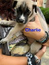 Charlie - Springboard Litter