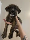 adoptable Dog in Holly Springs, NC named Hunt - Gailor Hunt Family Law Litter