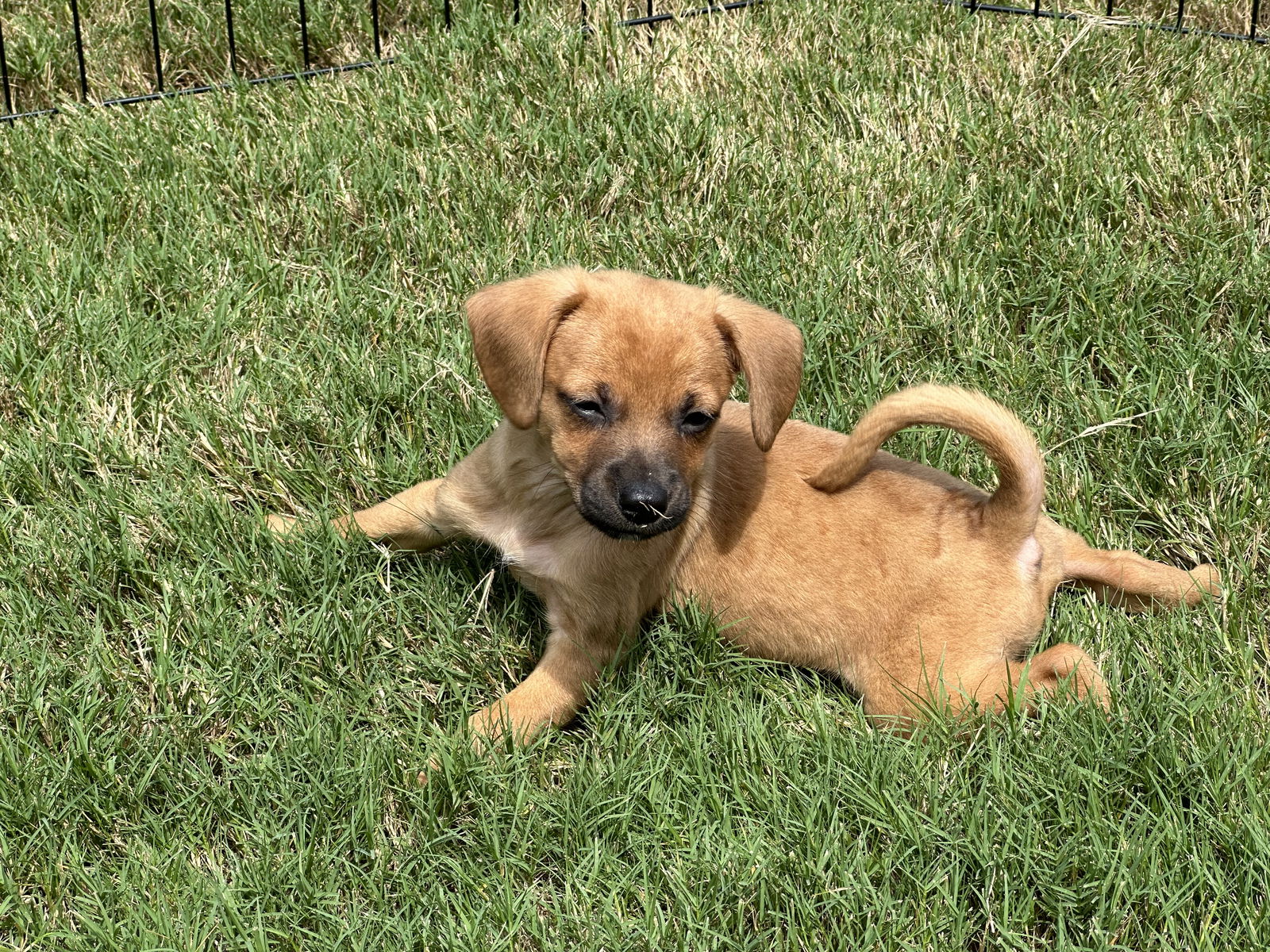 adoptable Dog in Holly Springs, NC named Massy- Gailor Hunt Family Law Litter