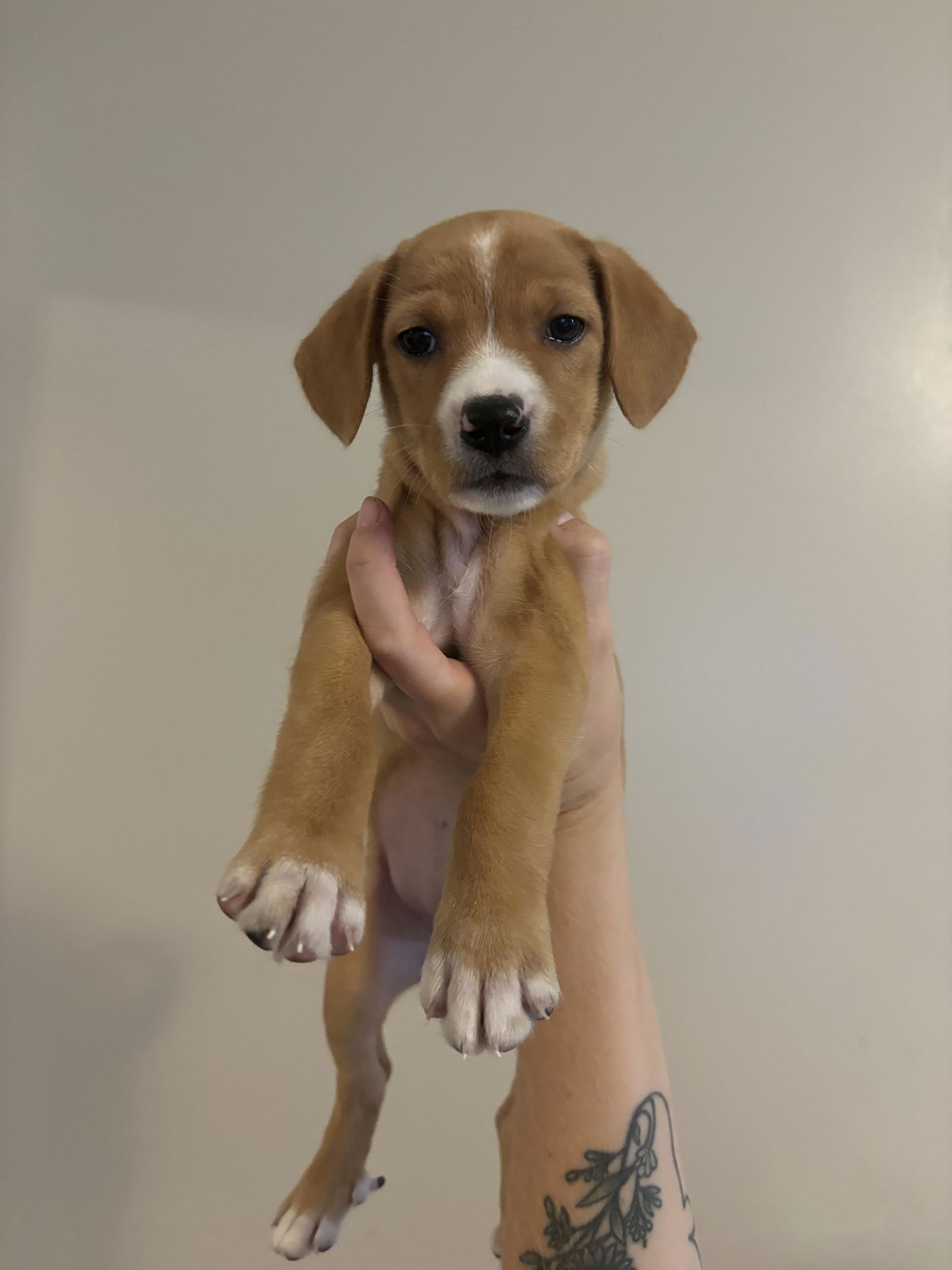 adoptable Dog in Holly Springs, NC named Cross- Gailor Hunt Family Law Litter