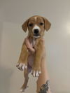 adoptable Dog in  named Cross- Gailor Hunt Family Law Litter