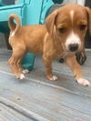 adoptable Dog in  named Winslow- Gailor Hunt Family Law Litter