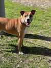 adoptable Dog in Holly Springs, NC named Honey (Courtesy)