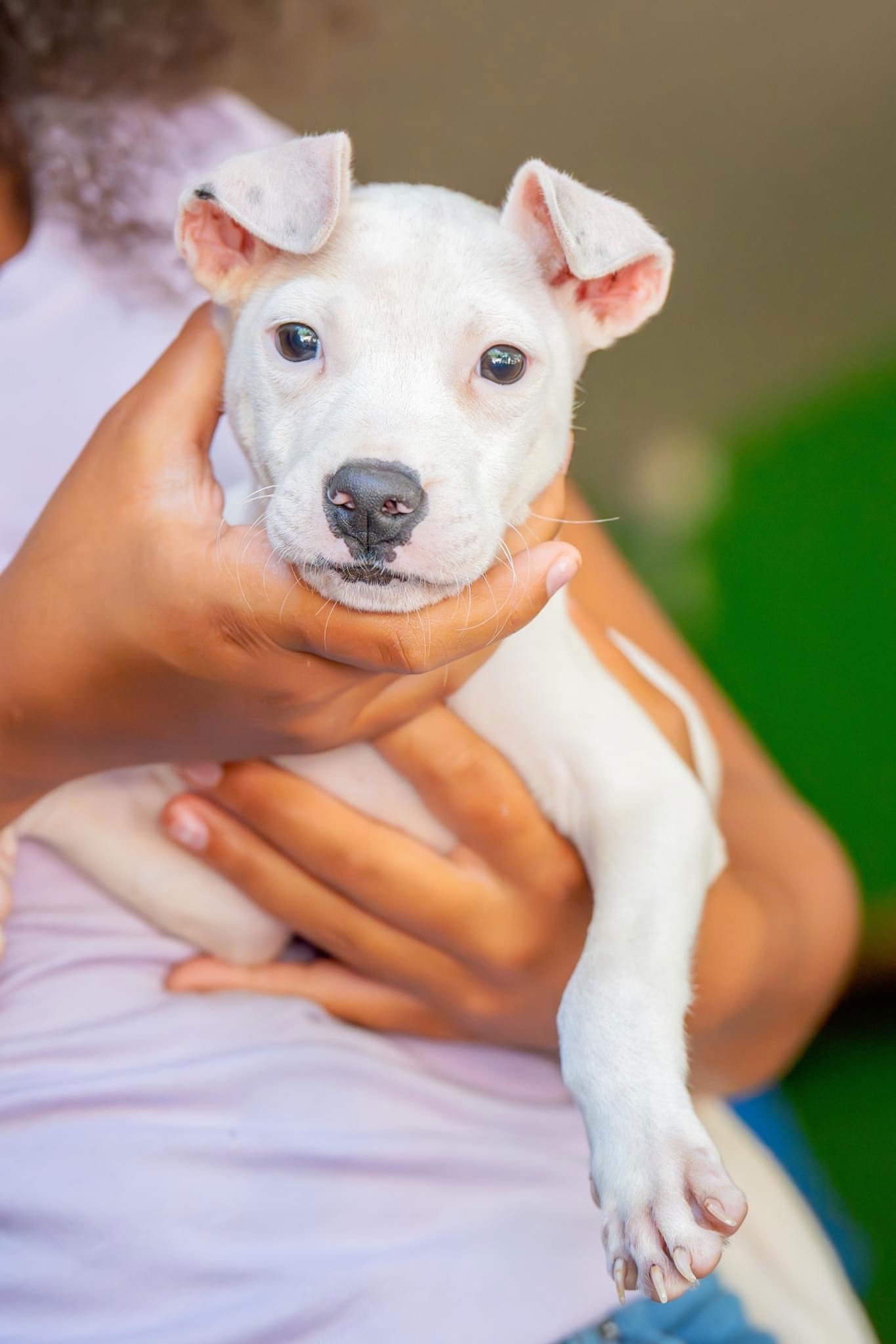 adoptable Dog in Holly Springs, NC named Yogi