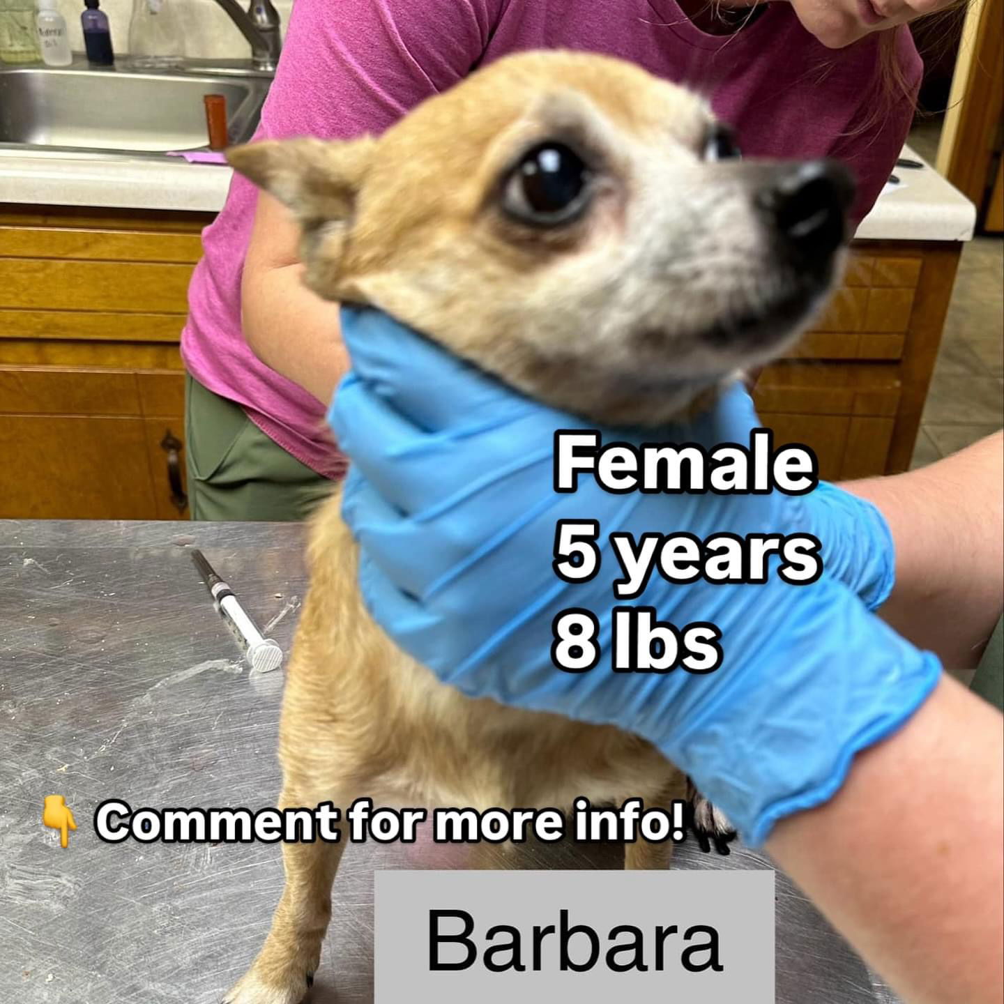 adoptable Dog in Holly Springs, NC named Barbara Jean