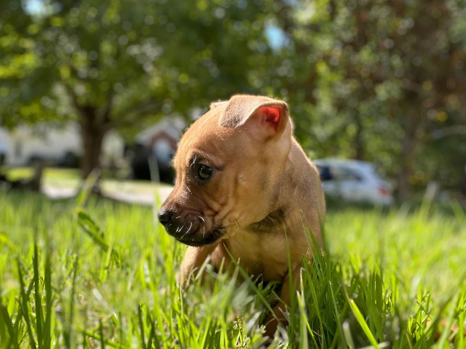 adoptable Dog in Holly Springs, NC named Winky - McKnight Litter