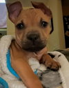 Winky - McKnight Litter