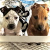 Winky - McKnight Litter