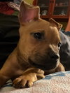 Winky - McKnight Litter