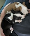Mobey - McKnight Litter