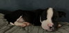 Mobey - McKnight Litter