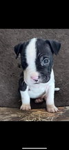 Mobey - McKnight Litter