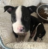 Mobey - McKnight Litter