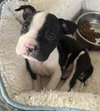 Mobey - McKnight Litter