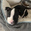 Mobey - McKnight Litter