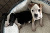 Mobey - McKnight Litter