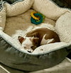 Lucille - McKnight Litter
