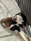 Lucille - McKnight Litter