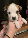 Lucille - McKnight Litter